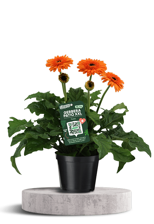 Patio Gerbera XXL oranje nieuw 750 X 500 WT