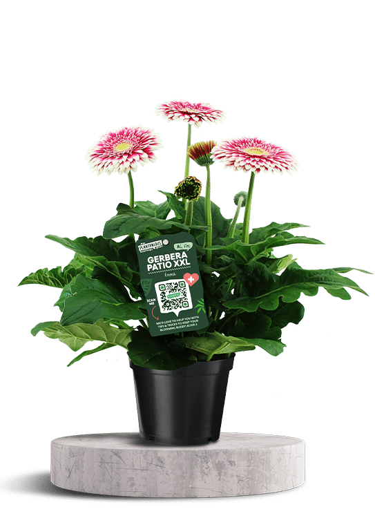 Patio Gerbera XXL roze wit 750 X 500 WT