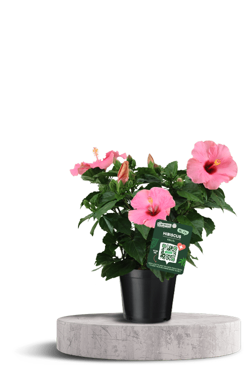 HibisQs roze 750 X 500 WT