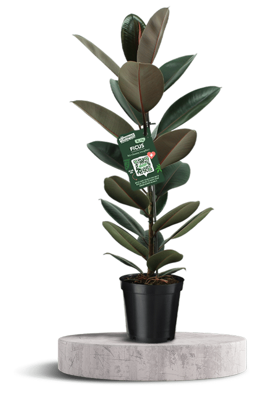 FICUS Elastica 1 750 X 500 WT