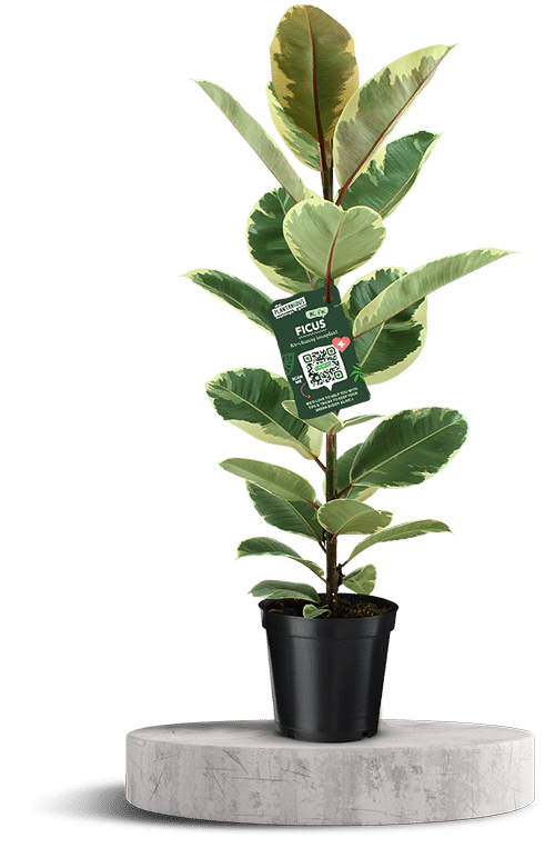 FICUS Elastica 2 750 X 500 WT