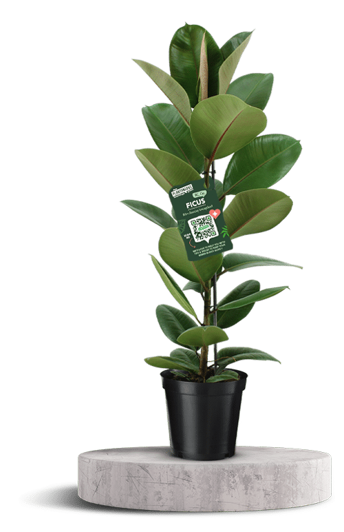 FICUS Elastica 3 750 X 500 WT