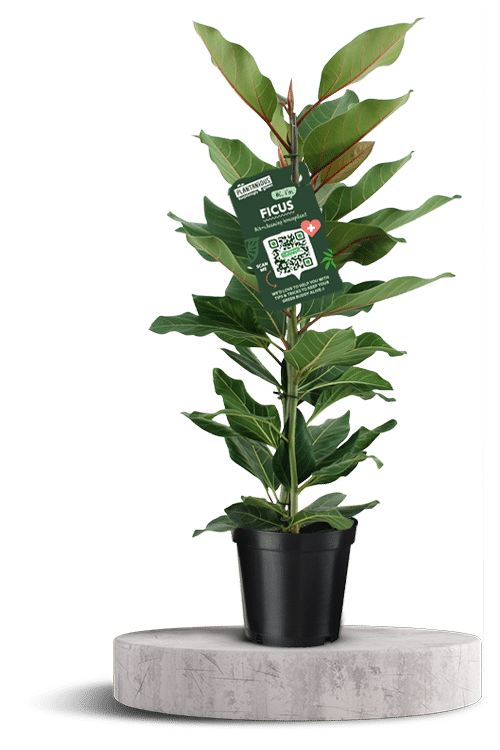 FICUS JOY 750 X 500 WT