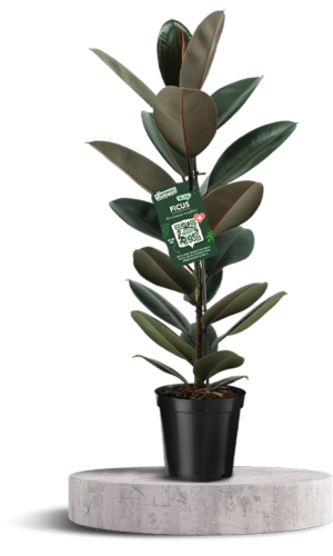 FICUS Elastica 1 750 X 500 WT