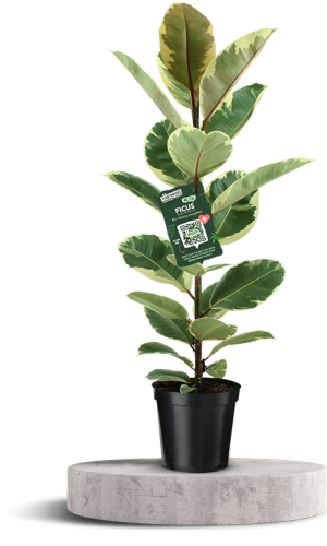 FICUS Elastica 2 750 X 500 WT