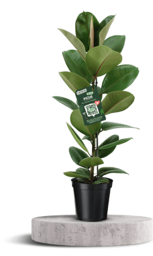 FICUS Elastica 3 750 X 500 WT