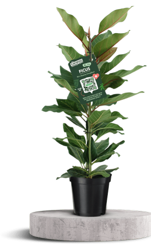 FICUS JOY 750 X 500 WT