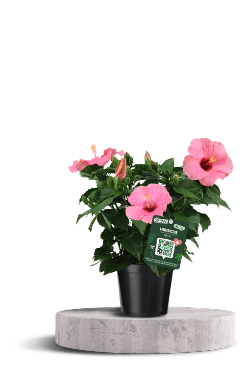 HibisQs roze 750 X 500 WT