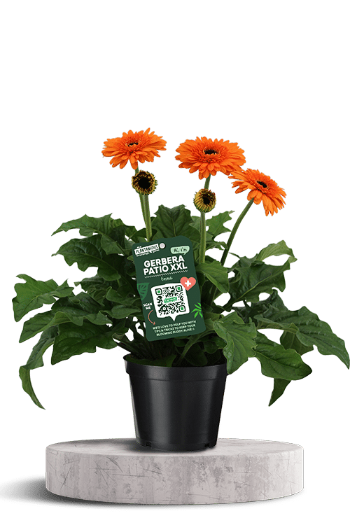 Patio Gerbera XXL oranje nieuw 750 X 500 WT