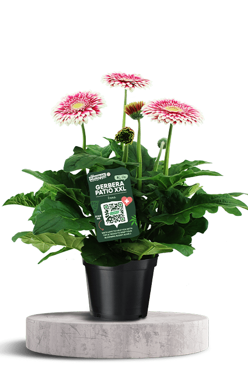 Patio Gerbera XXL roze wit 750 X 500 WT