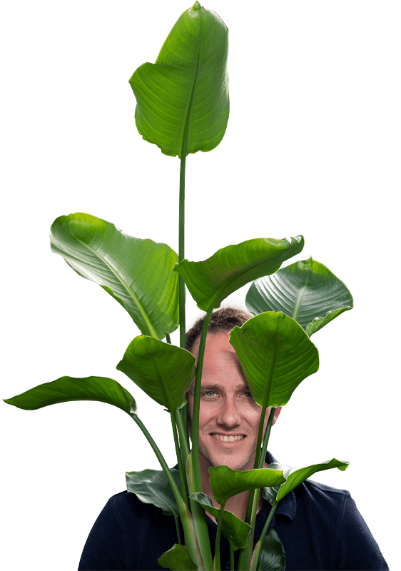 wij zijn plantanious