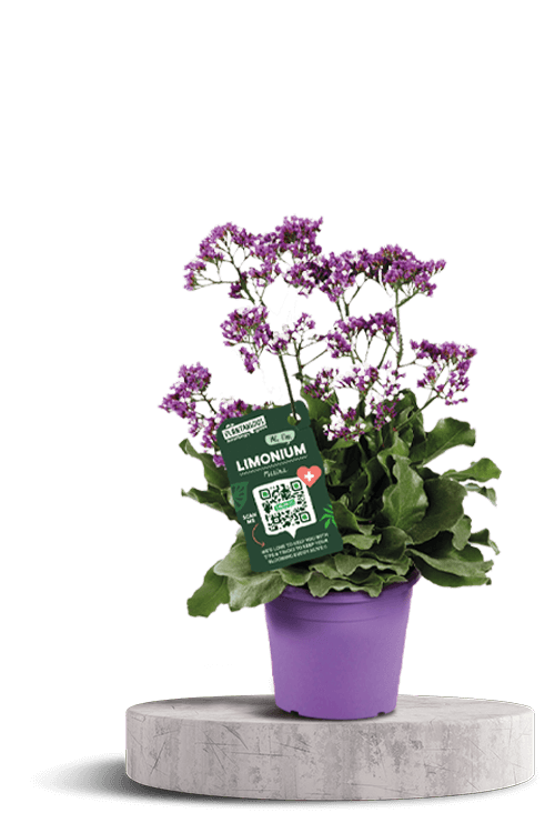 Limonium 750 X 500 WT