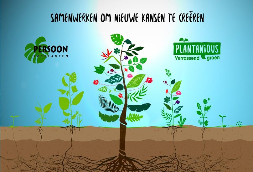 plantanious-en-persoon