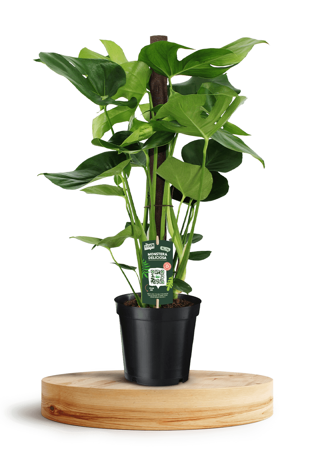 Monstera Kratiste 21cm