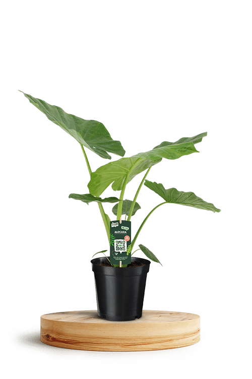 Alocasia Macrorrhiza 19cm 750 X 500 WT