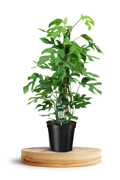 Monstera Minima Kratiste 750 X 500 WT