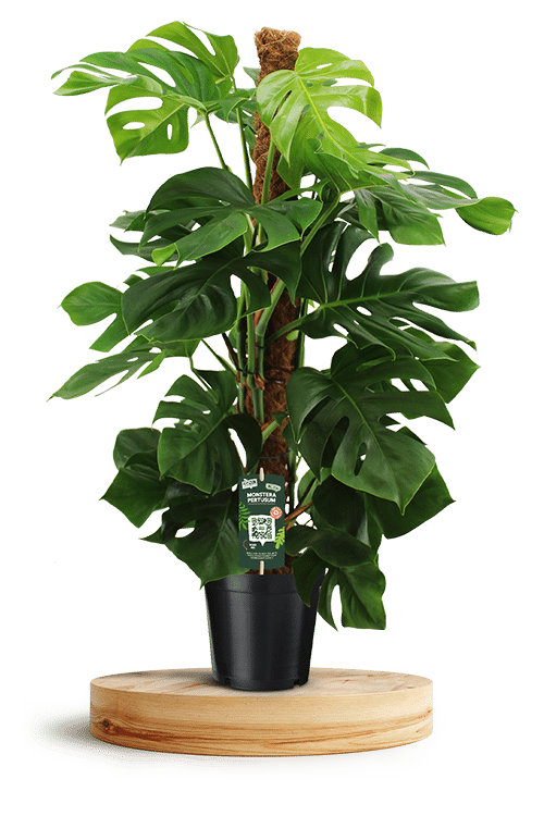 Monstera Pertusum 24cm 750 X 500 WT