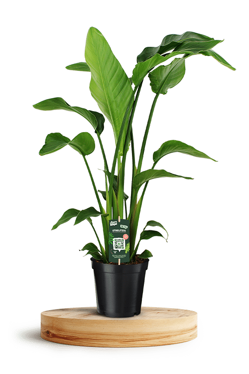 Strelitzia Nicolai 19cm 750 X 500 WT