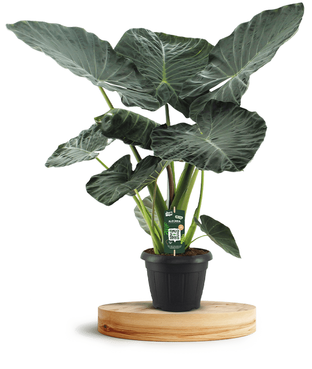 Alocasia-Regal Shields-750-X-500-WT