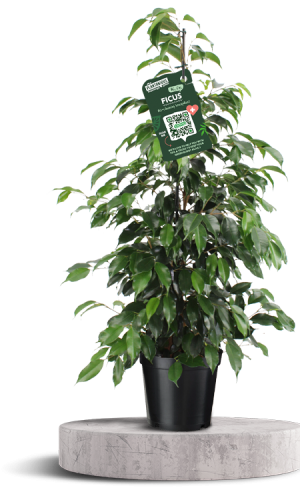 FICUS BENJAMINA - DANIELLE 750 X 500 WT