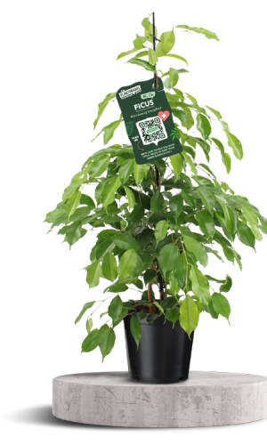 FICUS BENJAMINA - EXOTICA 750 X 500 WT